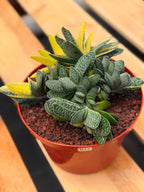 Variegated Gasteria Cluster #33 | Rare Live Succulent | Collector's Plant