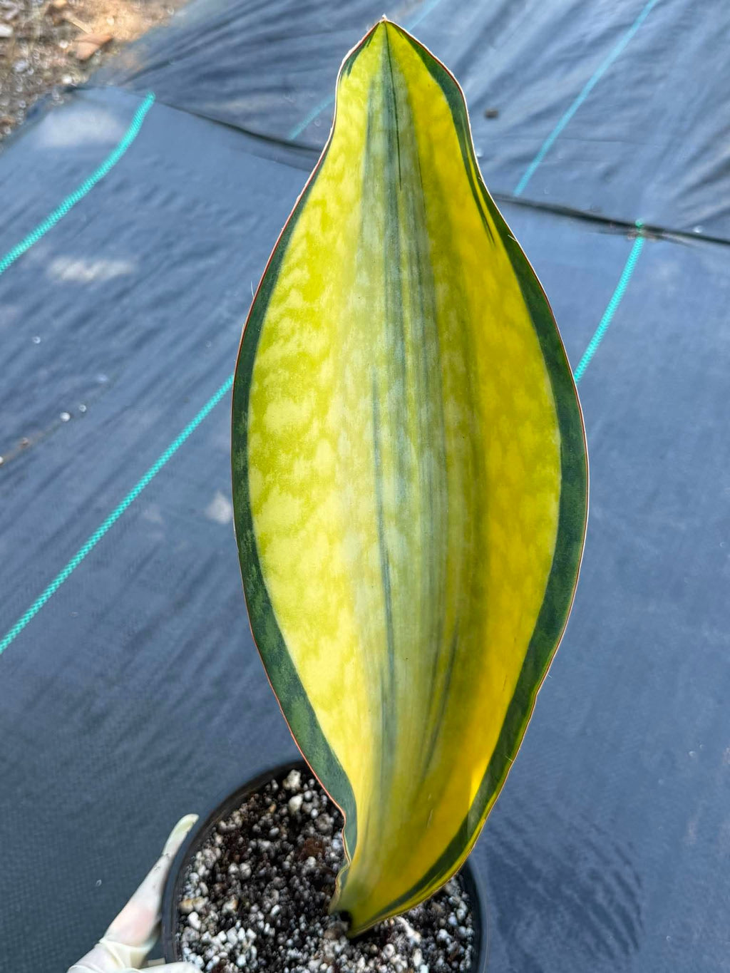 Variegated Sansevieria Mason – Rare 15" Snake Plant | Live Collector Houseplant