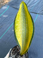 Variegated Sansevieria Mason – Rare 15" Snake Plant | Live Collector Houseplant