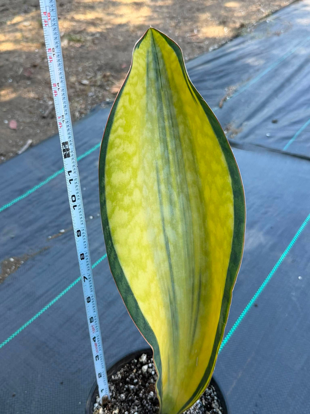 Variegated Sansevieria Mason – Rare 15" Snake Plant | Live Collector Houseplant