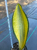 Variegated Sansevieria Mason – Rare 15" Snake Plant | Live Collector Houseplant