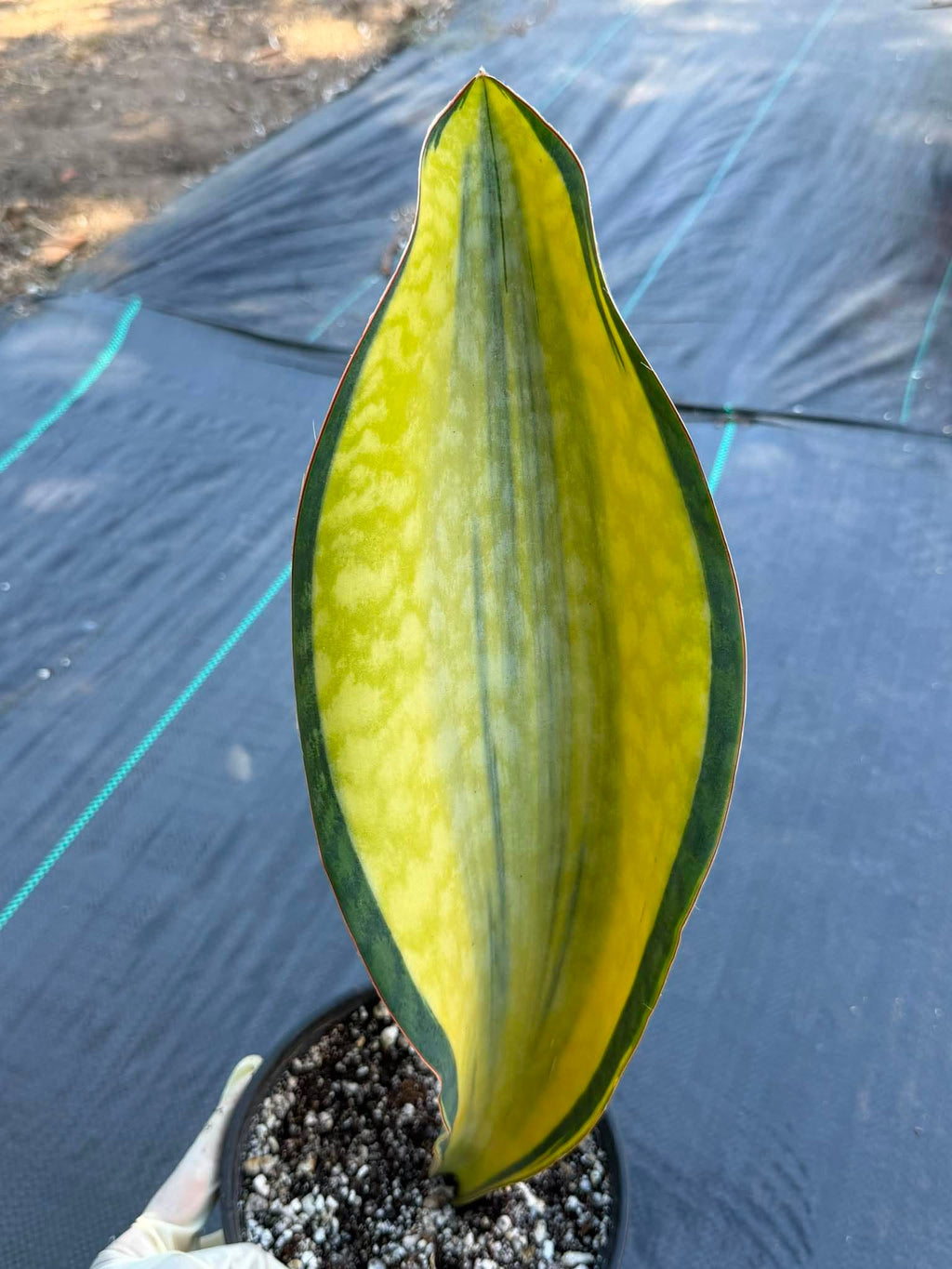 Variegated Sansevieria Mason – Rare 15" Snake Plant | Live Collector Houseplant