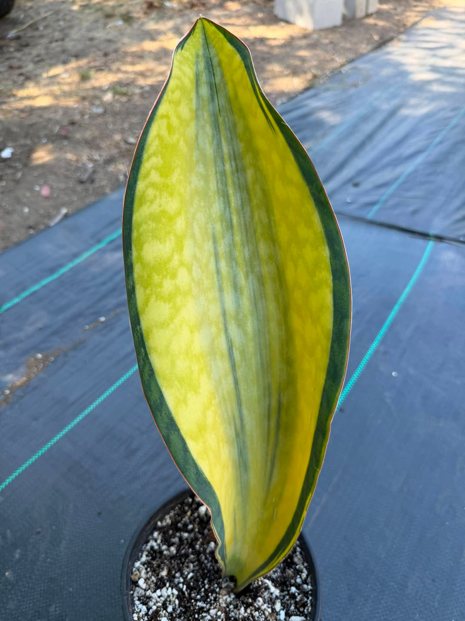 Variegated Sansevieria Mason – Rare 15" Snake Plant | Live Collector Houseplant