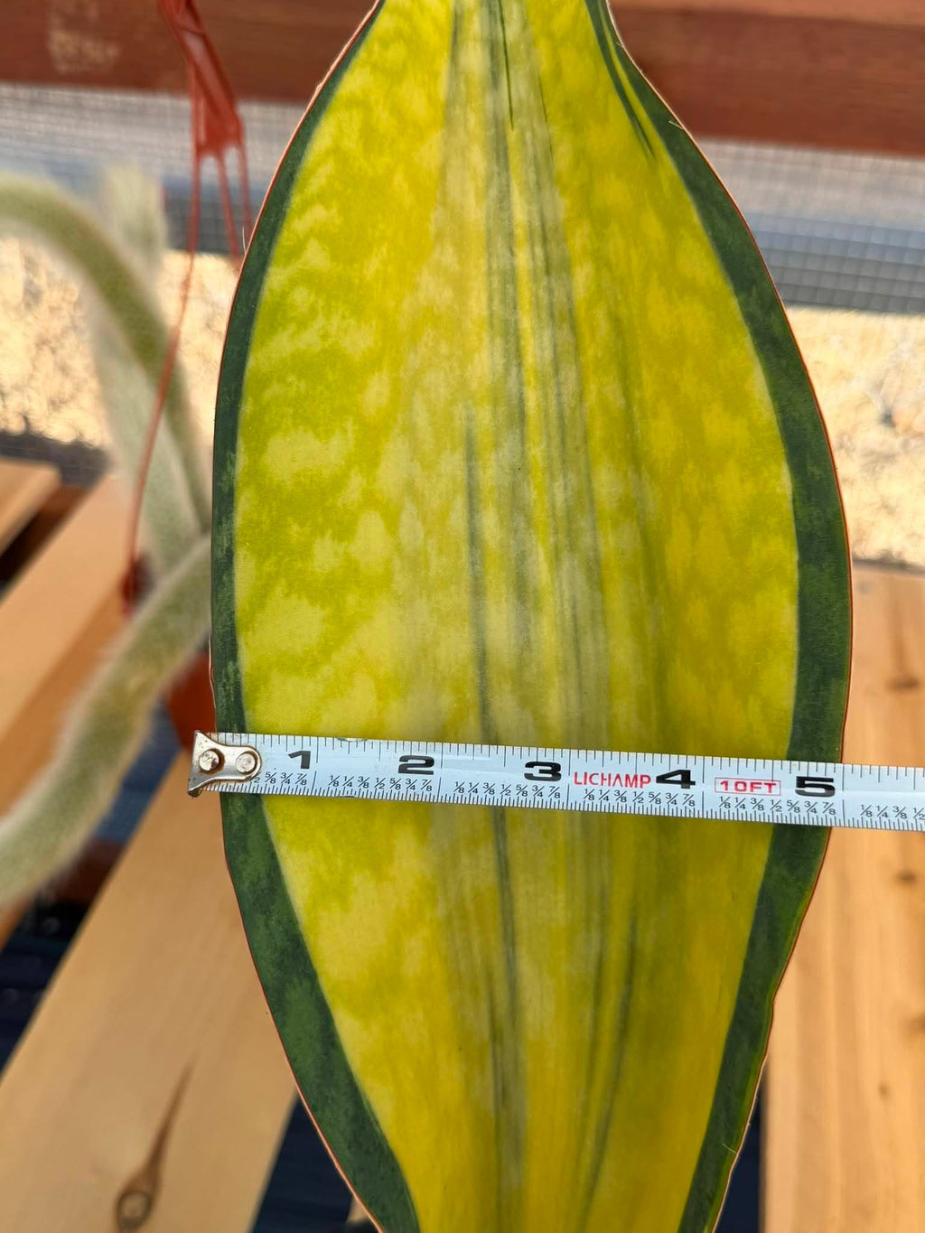 Variegated Sansevieria Mason – Rare 15" Snake Plant | Live Collector Houseplant