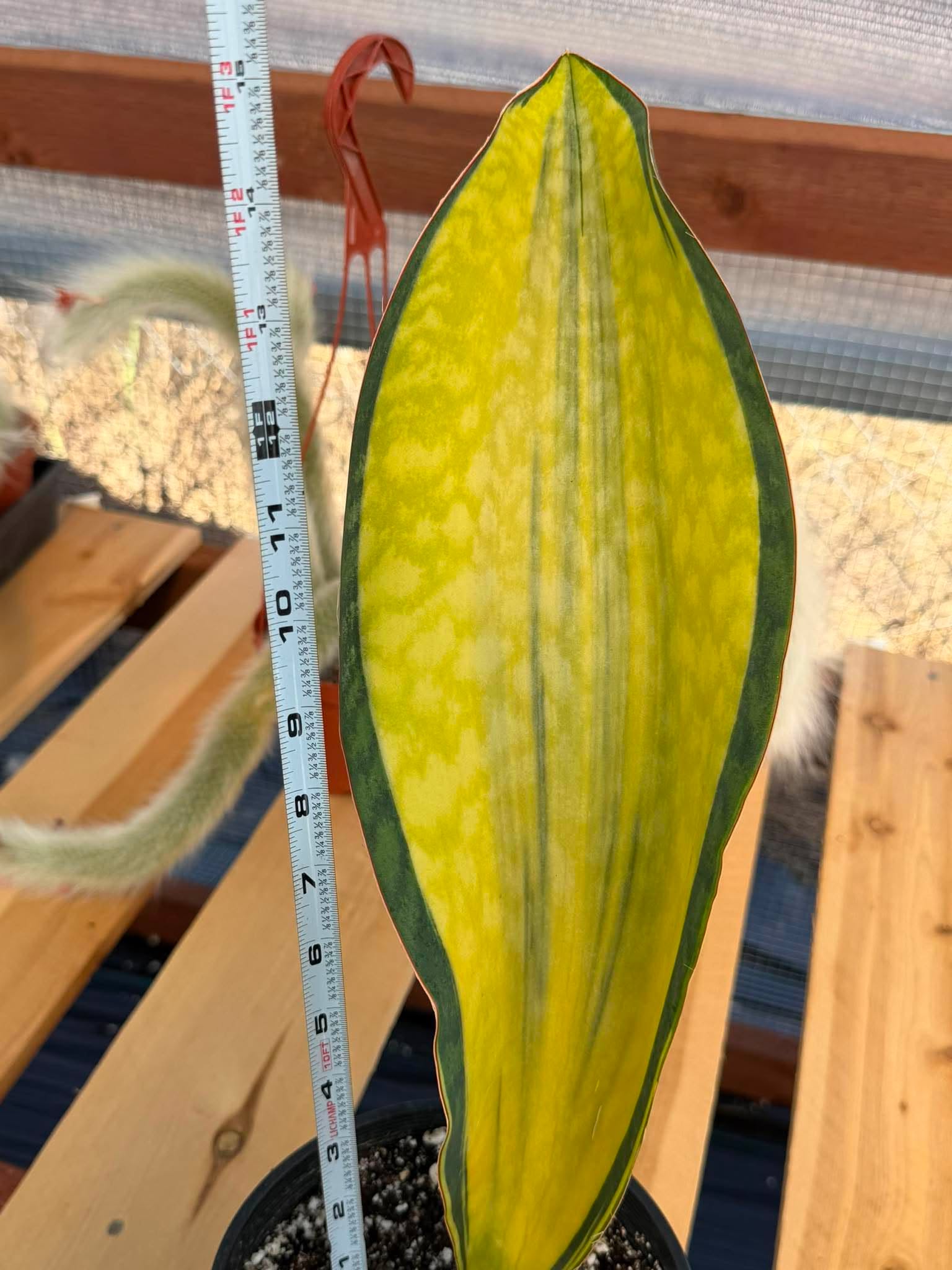 Variegated Sansevieria Mason – Rare 15" Snake Plant | Live Collector Houseplant