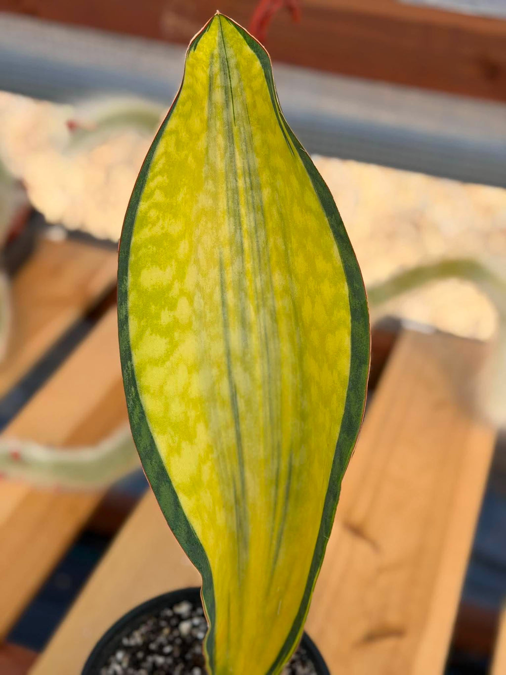 Variegated Sansevieria Mason – Rare 15" Snake Plant | Live Collector Houseplant
