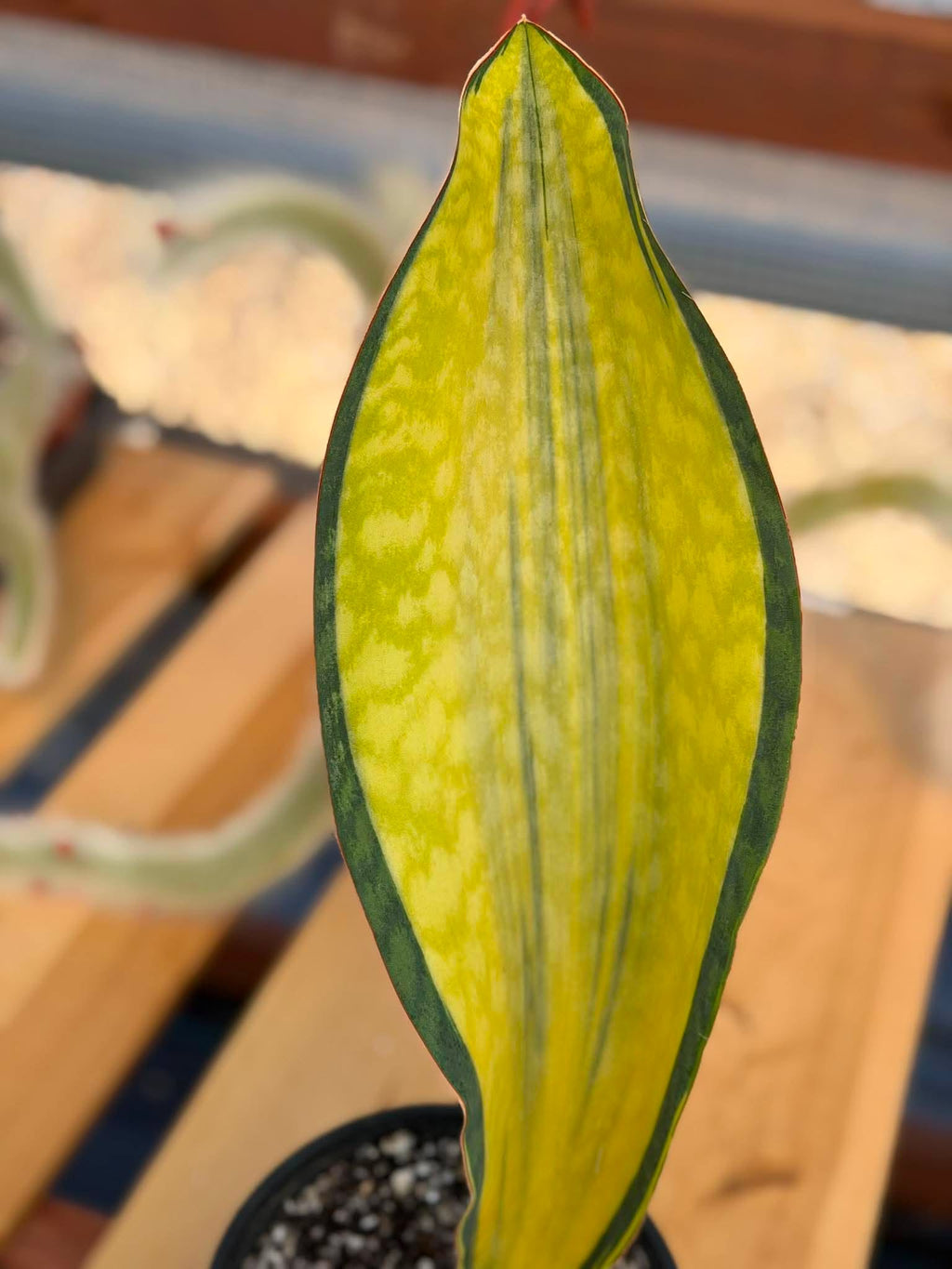 Variegated Sansevieria Mason – Rare 15" Snake Plant | Live Collector Houseplant