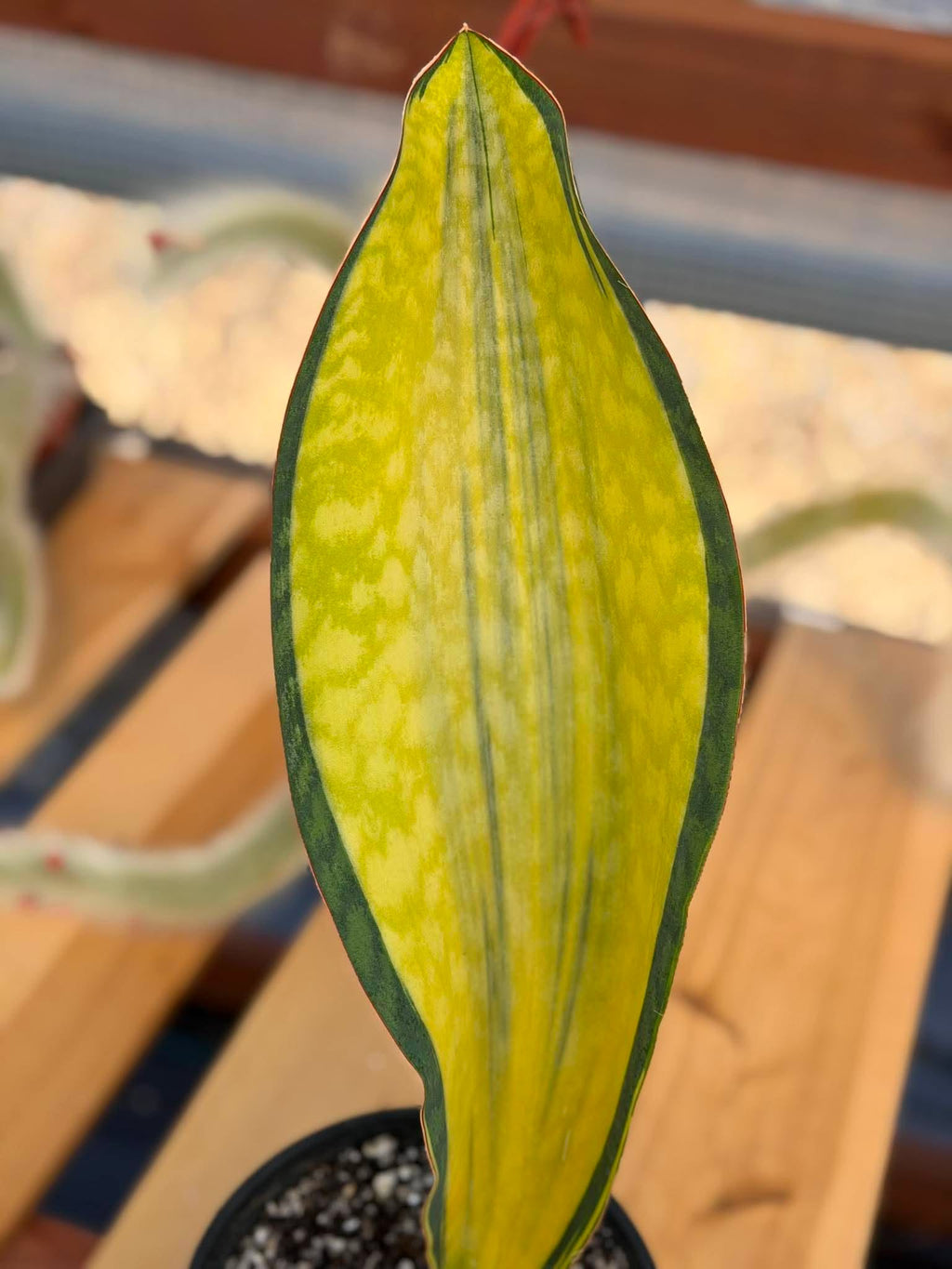 Variegated Sansevieria Mason – Rare 15" Snake Plant | Live Collector Houseplant