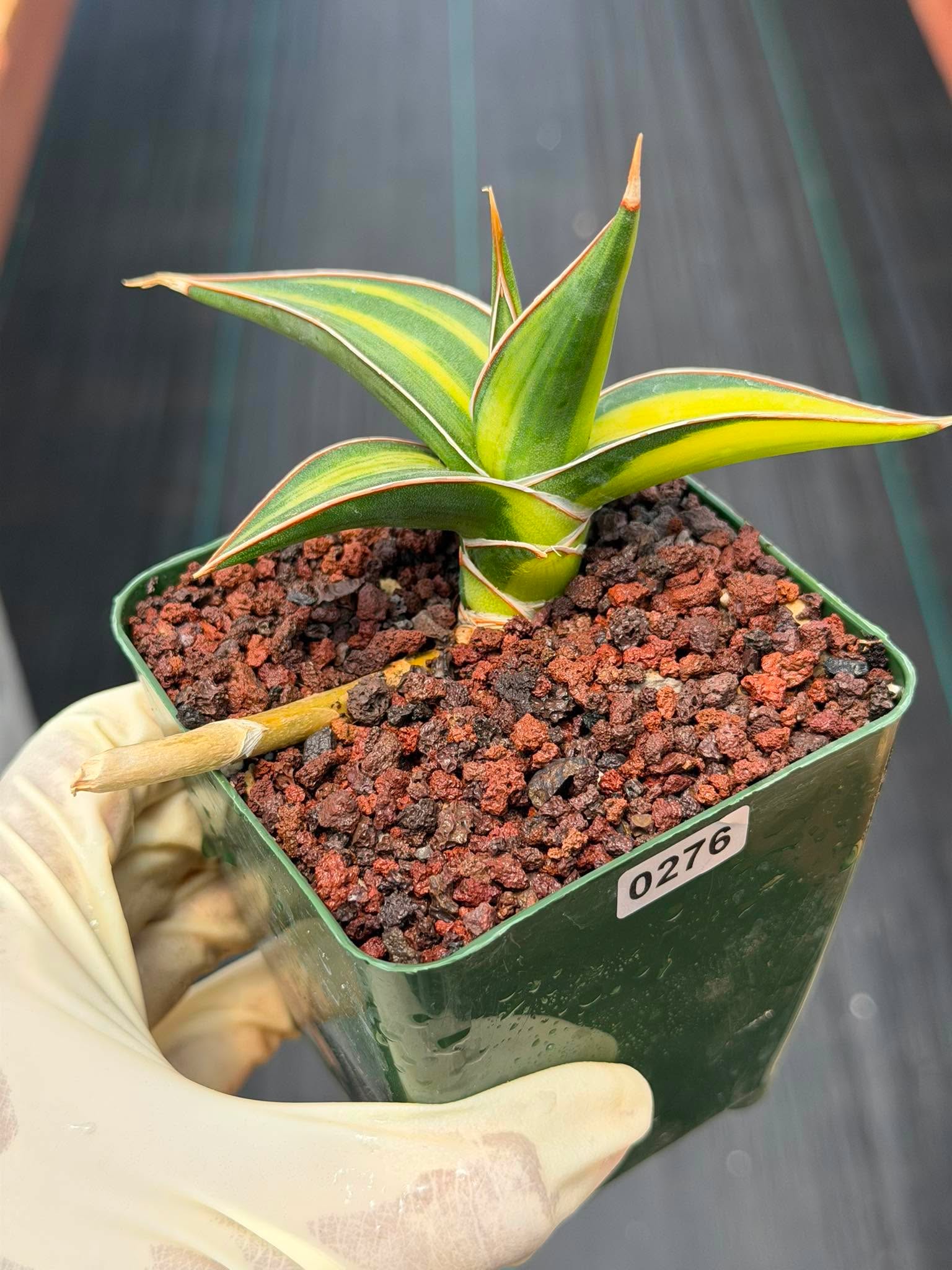 Variegated Sansevieria Pinguicula Rooted Pup #276 | Rare Walking Snake Plant | 4in Pot Collector Succulent