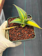 Variegated Sansevieria Pinguicula Rooted Pup #276 | Rare Walking Snake Plant | 4in Pot Collector Succulent