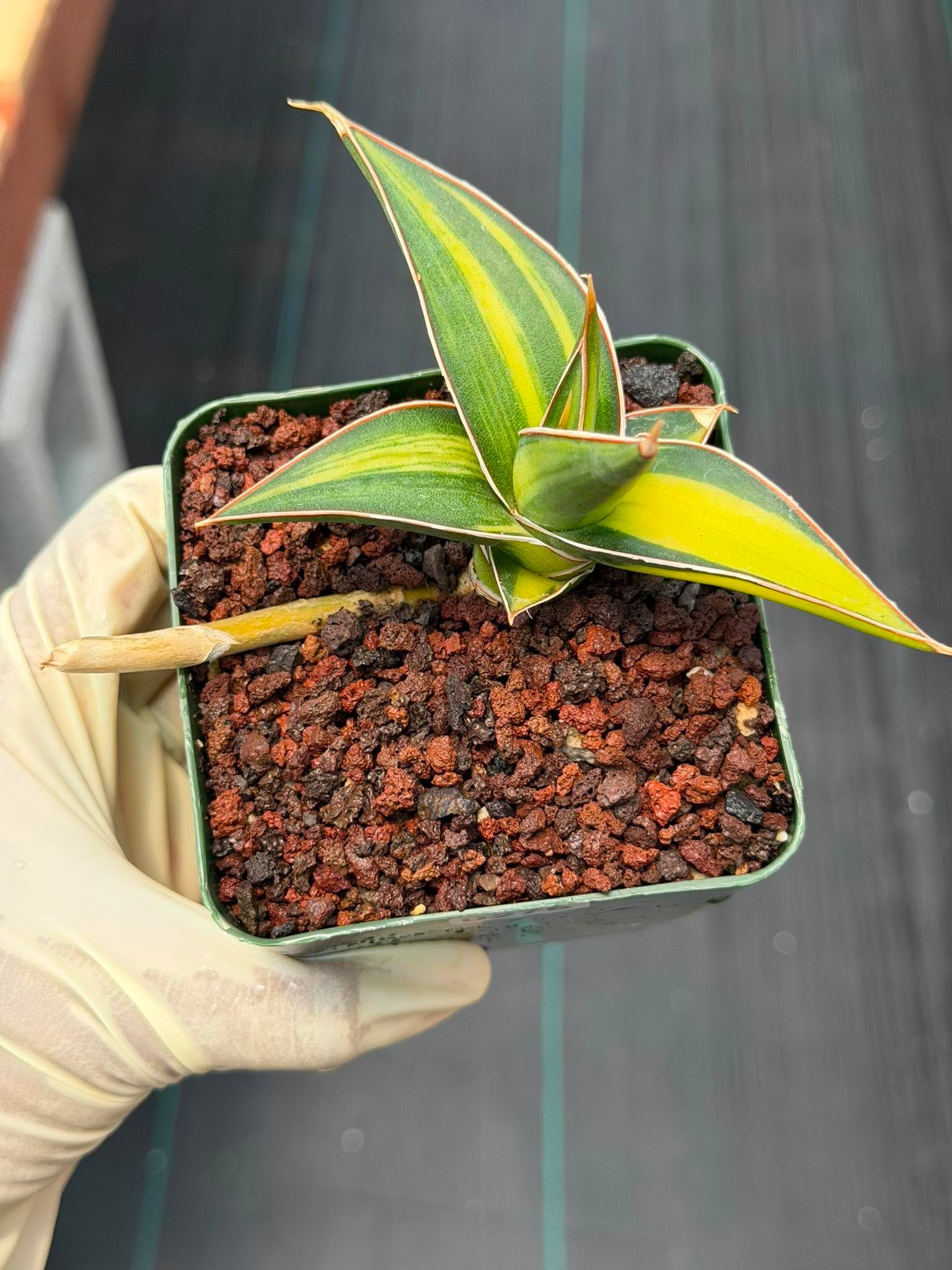 Variegated Sansevieria Pinguicula Rooted Pup #276 | Rare Walking Snake Plant | 4in Pot Collector Succulent