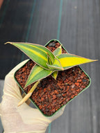 Variegated Sansevieria Pinguicula Rooted Pup #276 | Rare Walking Snake Plant | 4in Pot Collector Succulent