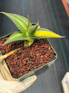 Variegated Sansevieria Pinguicula Rooted Pup #276 | Rare Walking Snake Plant | 4in Pot Collector Succulent