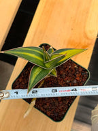 Variegated Sansevieria Pinguicula Rooted Pup #276 | Rare Walking Snake Plant | 4in Pot Collector Succulent