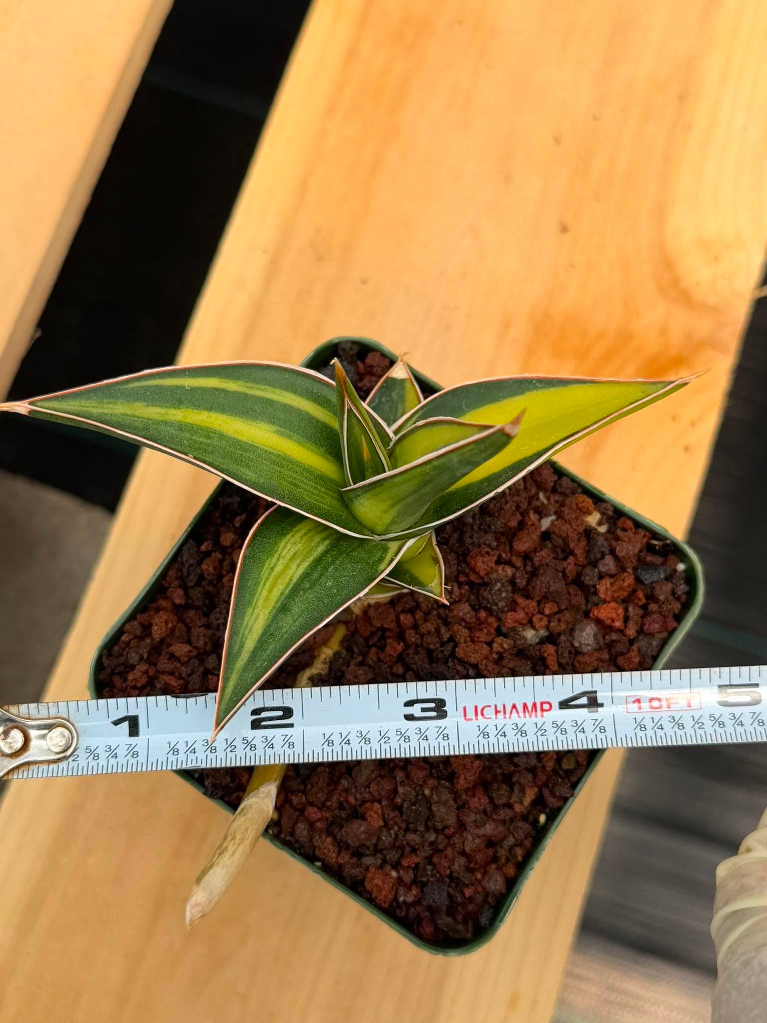 Variegated Sansevieria Pinguicula Rooted Pup #276 | Rare Walking Snake Plant | 4in Pot Collector Succulent