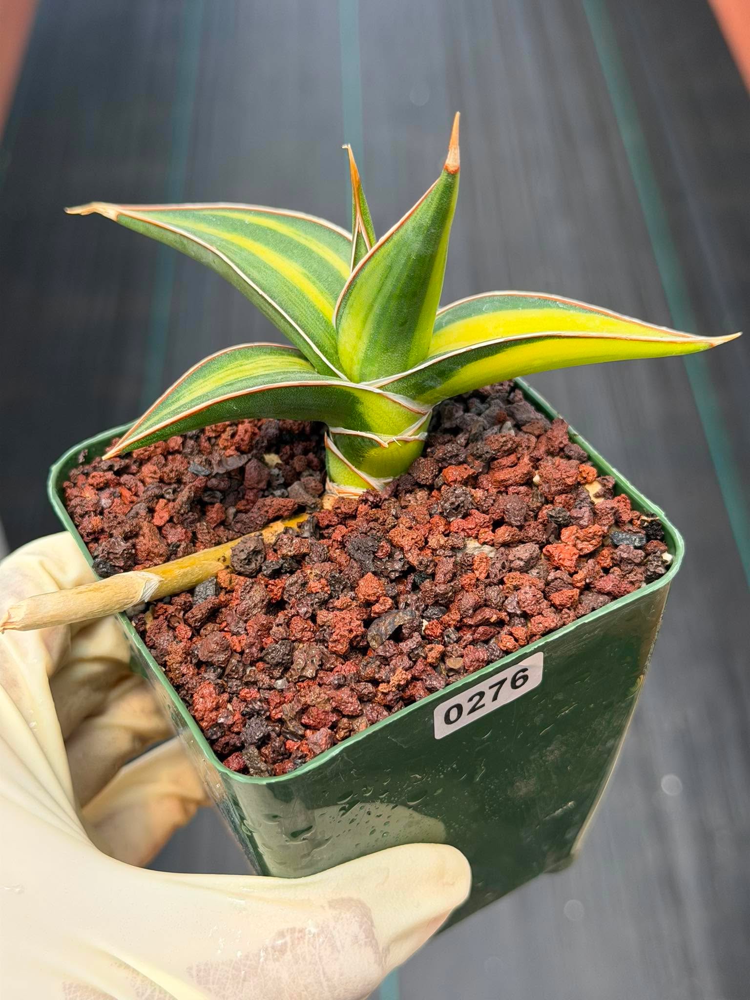 Variegated Sansevieria Pinguicula Rooted Pup #276 | Rare Walking Snake Plant | 4in Pot Collector Succulent