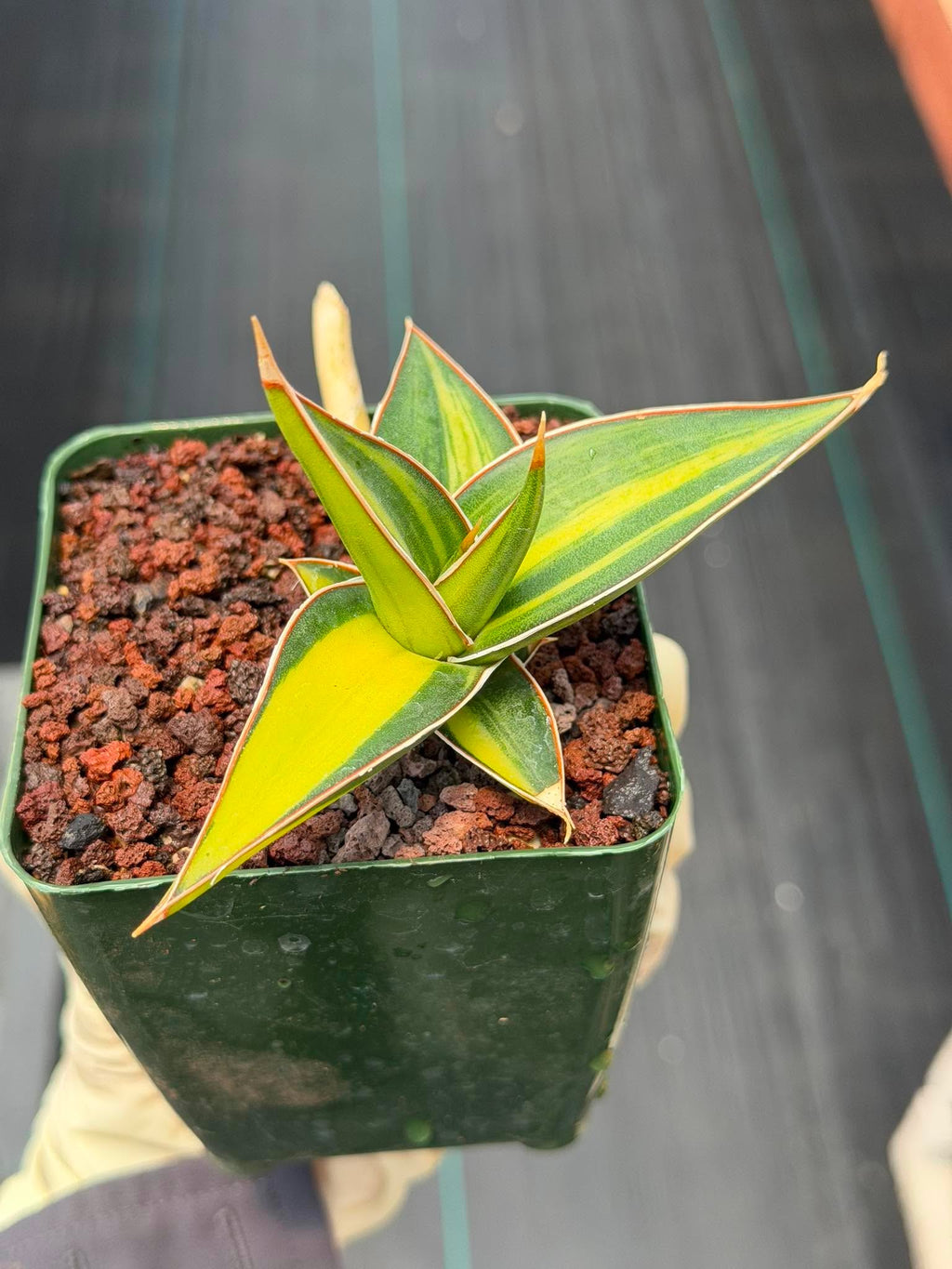 Variegated Sansevieria Pinguicula Rooted Pup #276 | Rare Walking Snake Plant | 4in Pot Collector Succulent