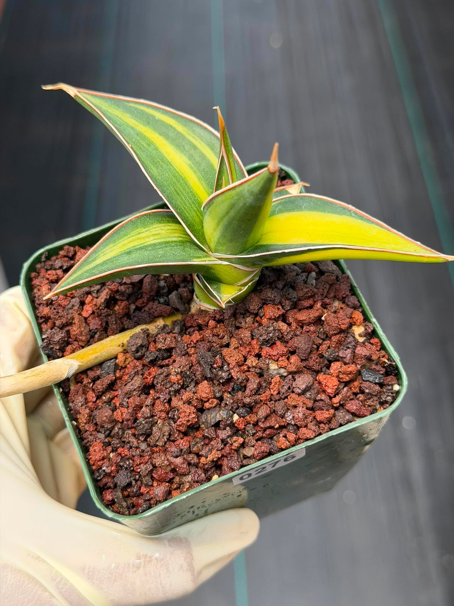 Variegated Sansevieria Pinguicula Rooted Pup #276 | Rare Walking Snake Plant | 4in Pot Collector Succulent