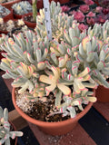 6” Variegated Cotyledon Orbiculata | Rare Live Succulent Plant | Colorful Hardy Succulent Live Plant