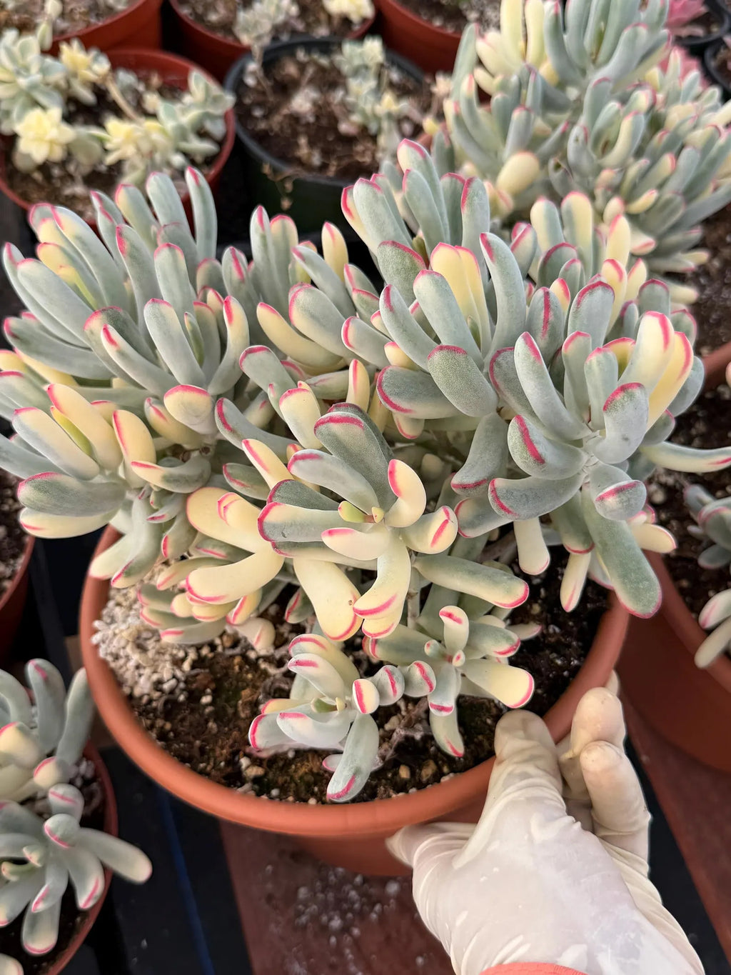6” Variegated Cotyledon Orbiculata | Rare Live Succulent Plant | Colorful Hardy Succulent Live Plant
