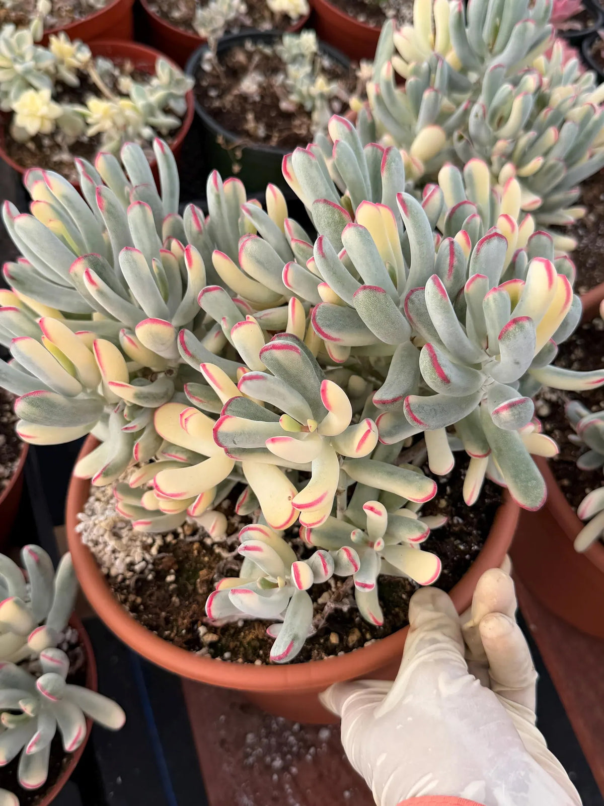 6” Variegated Cotyledon Orbiculata | Rare Live Succulent Plant | Colorful Hardy Succulent Live Plant