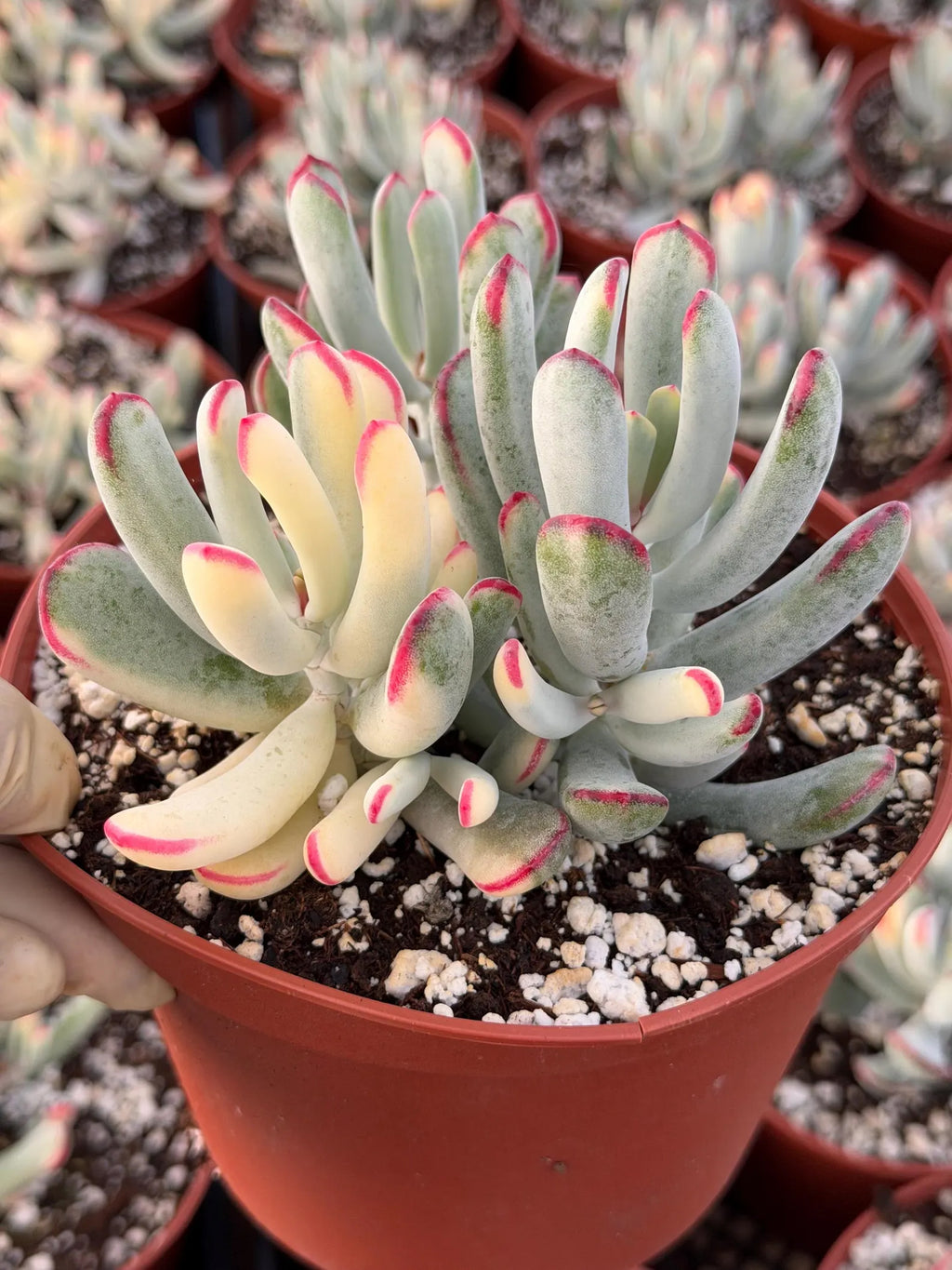 6” Variegated Cotyledon Orbiculata | Rare Live Succulent Plant | Colorful Hardy Succulent Live Plant