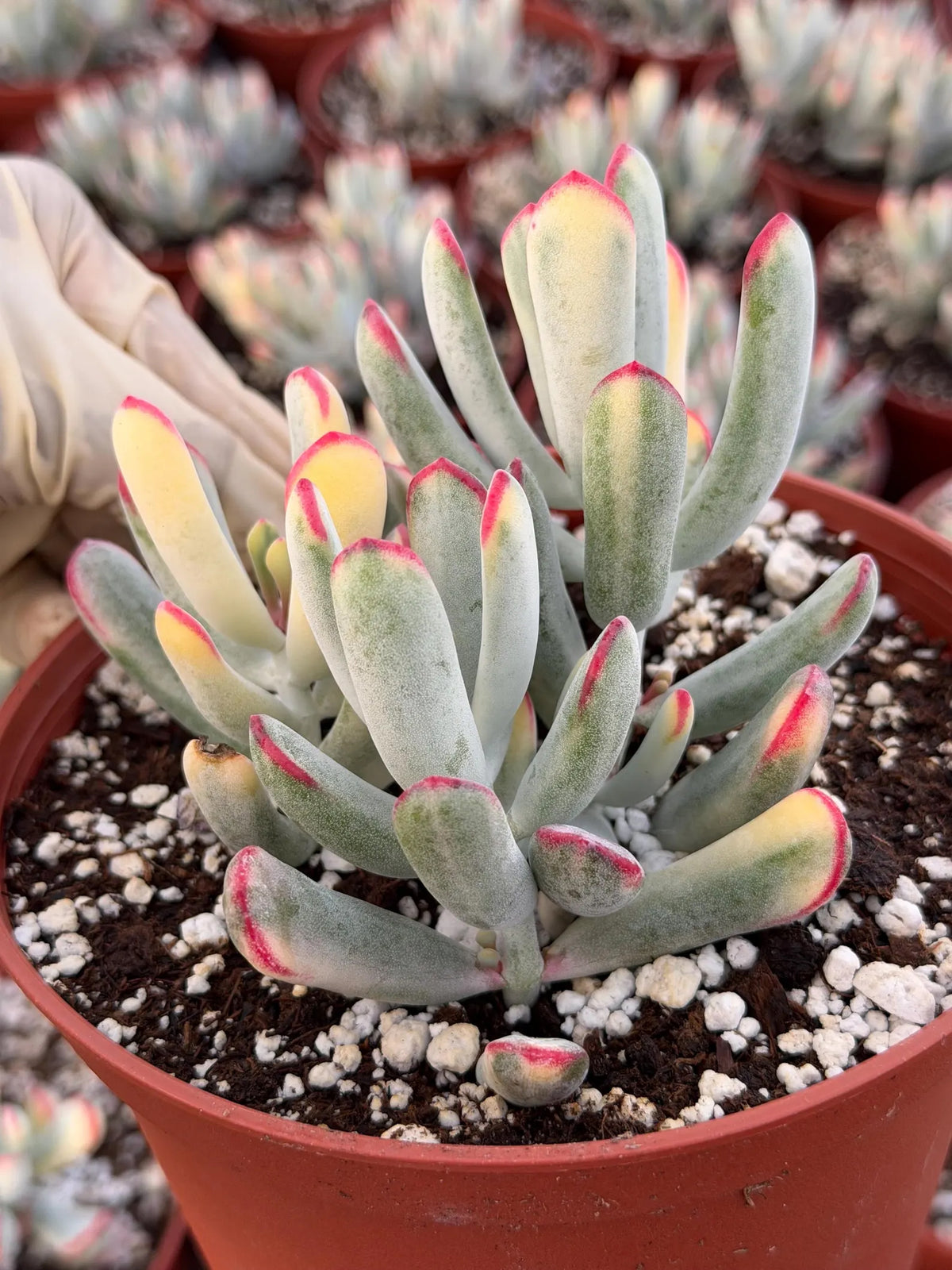 6” Variegated Cotyledon Orbiculata | Rare Live Succulent Plant | Colorful Hardy Succulent Live Plant