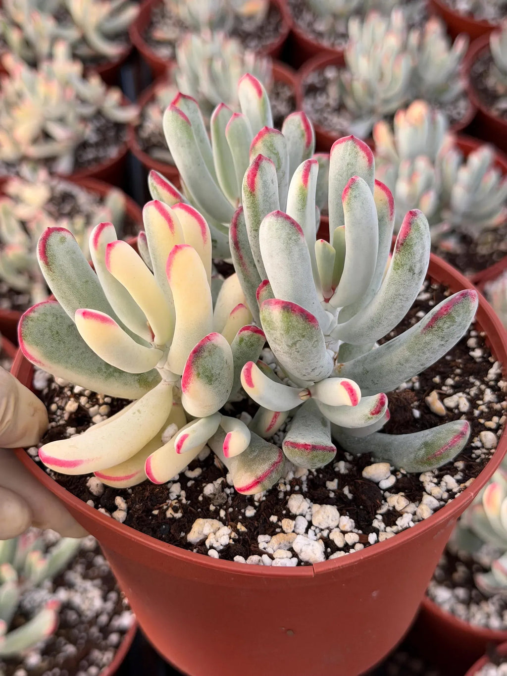 6” Variegated Cotyledon Orbiculata | Rare Live Succulent Plant | Colorful Hardy Succulent Live Plant