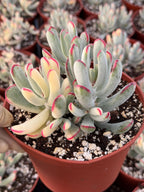 6” Variegated Cotyledon Orbiculata | Rare Live Succulent Plant | Colorful Hardy Succulent Live Plant