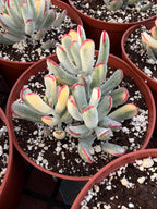 6” Variegated Cotyledon Orbiculata | Rare Live Succulent Plant | Colorful Hardy Succulent Live Plant