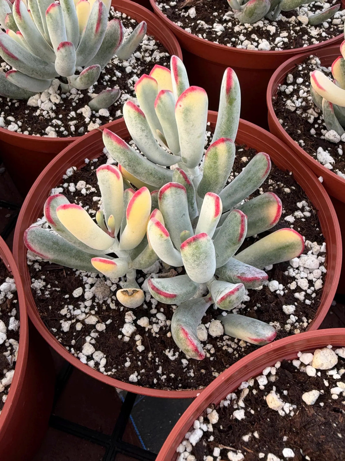 6” Variegated Cotyledon Orbiculata | Rare Live Succulent Plant | Colorful Hardy Succulent Live Plant