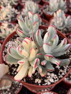 6” Variegated Cotyledon Orbiculata | Rare Live Succulent Plant | Colorful Hardy Succulent Live Plant