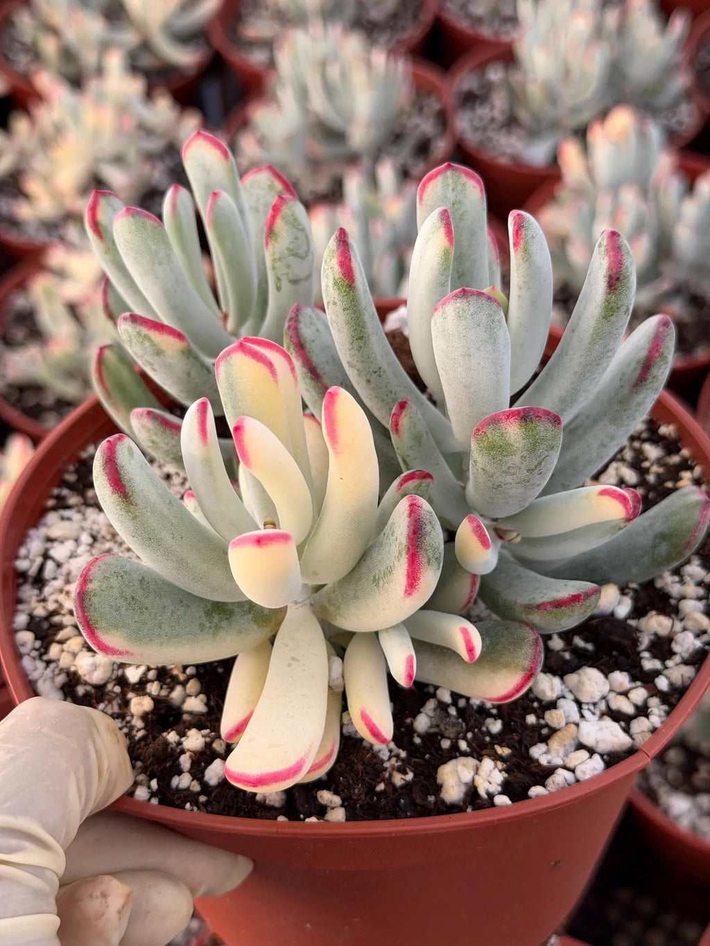 6” Variegated Cotyledon Orbiculata | Rare Live Succulent Plant | Colorful Hardy Succulent Live Plant
