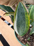 Rare White Variegated Sansevieria Whale Fin | 8” Tall Snake Plant | Succulent Collector Plant