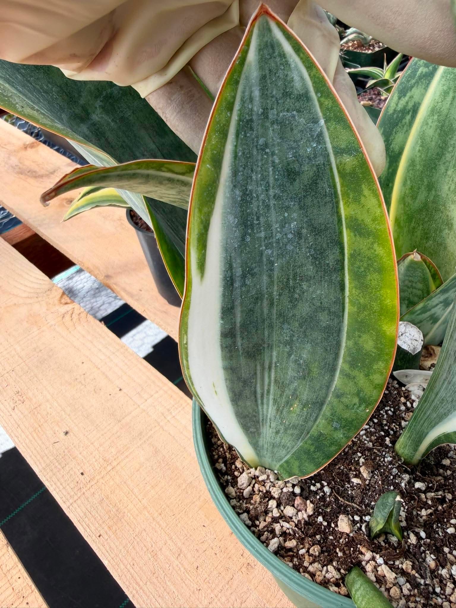 Rare White Variegated Sansevieria Whale Fin | 8” Tall Snake Plant | Succulent Collector Plant