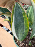 Rare White Variegated Sansevieria Whale Fin | 8” Tall Snake Plant | Succulent Collector Plant