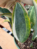 Rare White Variegated Sansevieria Whale Fin | 8” Tall Snake Plant | Succulent Collector Plant