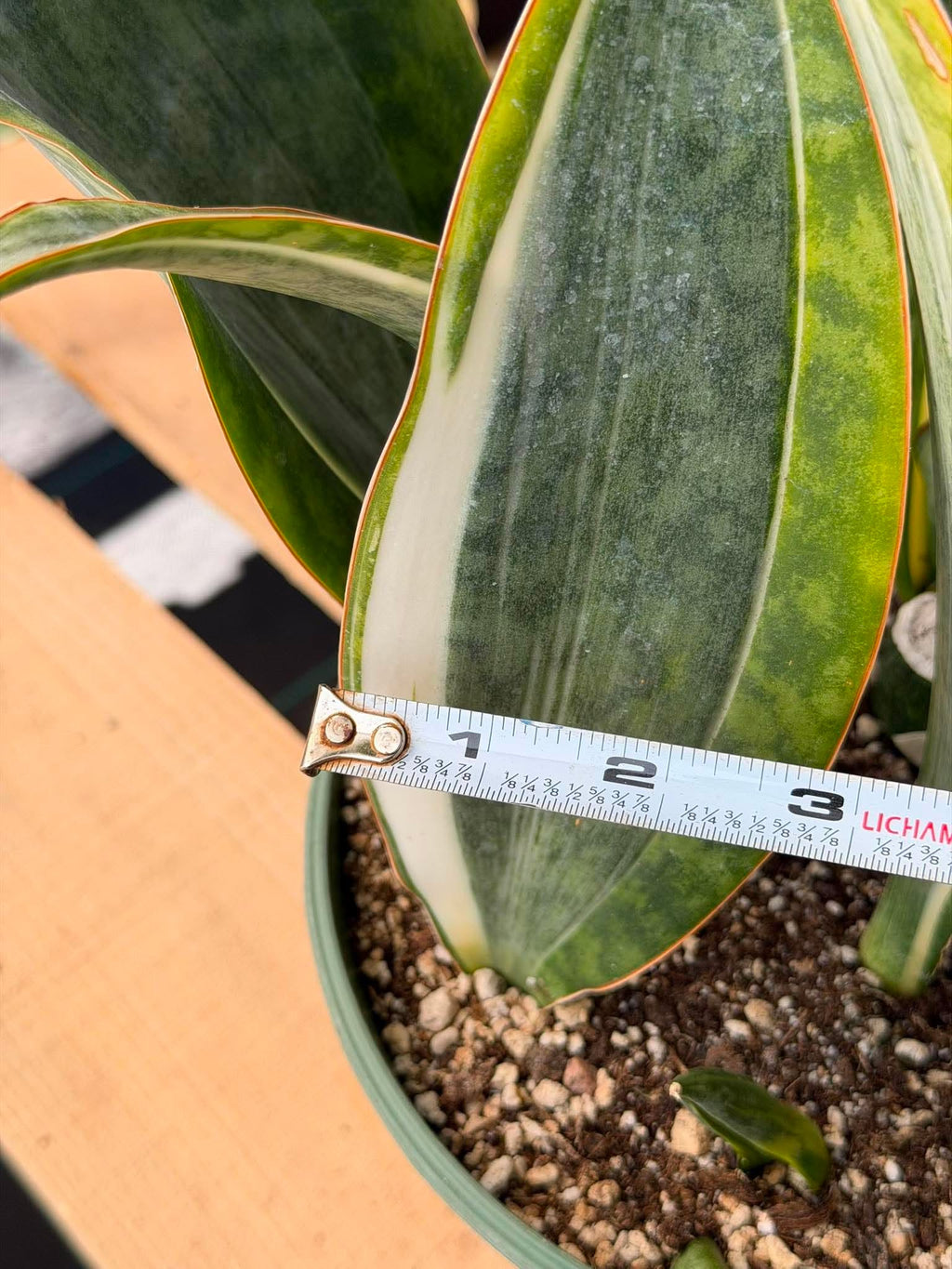 Rare White Variegated Sansevieria Whale Fin | 8” Tall Snake Plant | Succulent Collector Plant