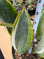 Rare White Variegated Sansevieria Whale Fin | 8” Tall Snake Plant | Succulent Collector Plant
