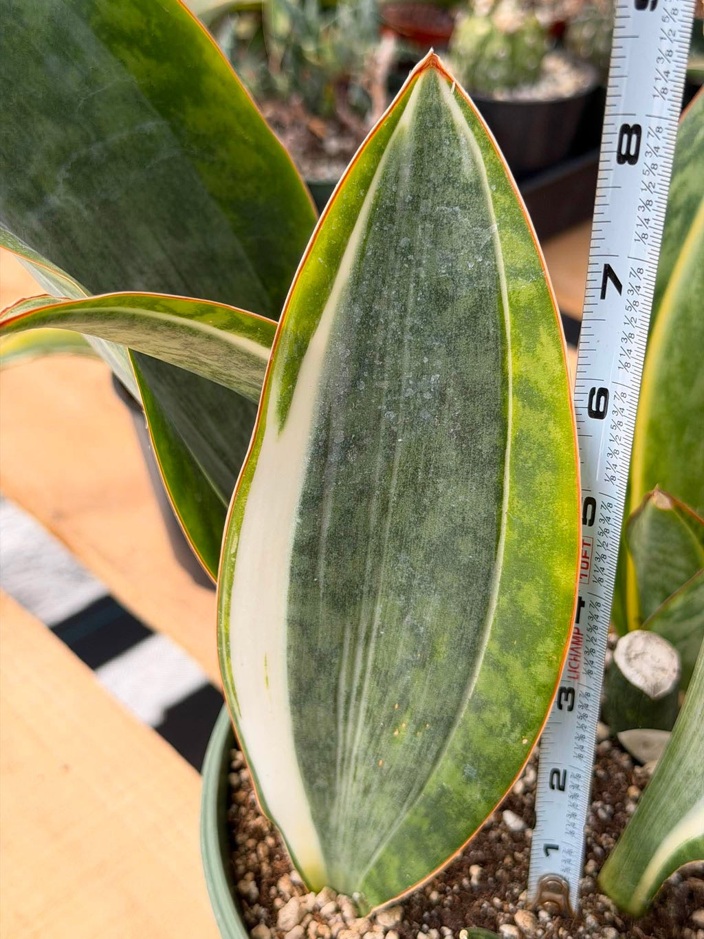 Rare White Variegated Sansevieria Whale Fin | 8” Tall Snake Plant | Succulent Collector Plant