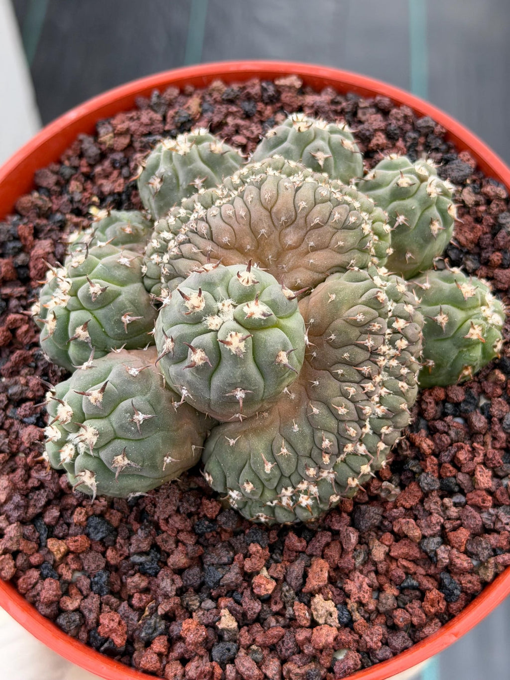 Gymnocalycium Spegazzinii Unguispinum Cluster #331 | Rare Collector Cactus | Live Plant