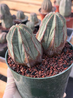 Euphorbia Obesa Double Head #215 | Large Rare Collector Succulent
