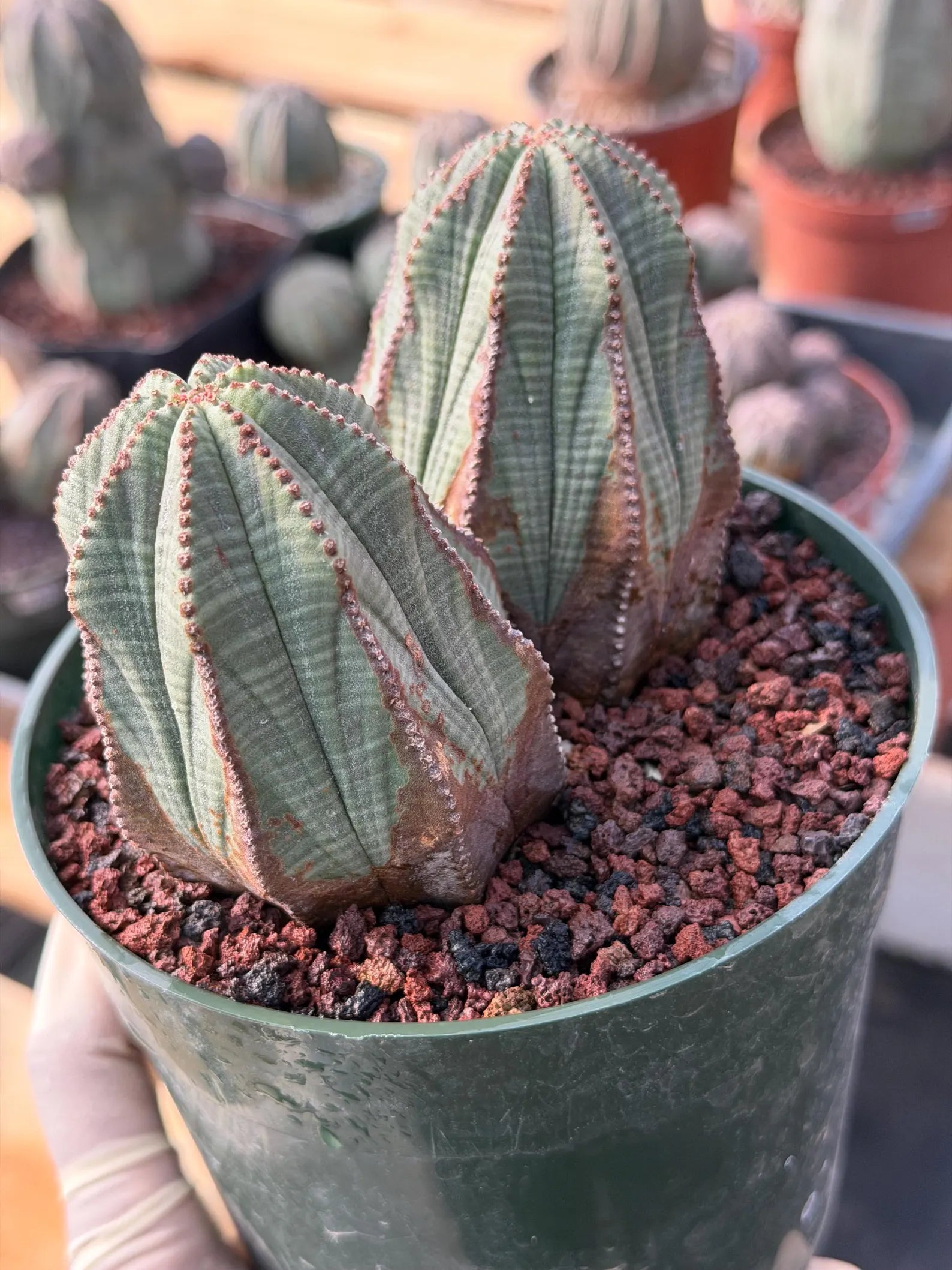 Euphorbia Obesa Double Head #215 | Large Rare Collector Succulent