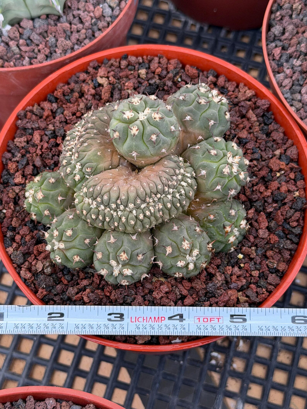 Gymnocalycium Spegazzinii Unguispinum Cluster #331 | Rare Collector Cactus | Live Plant