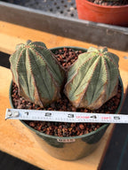Euphorbia Obesa Double Head #215 | Large Rare Collector Succulent