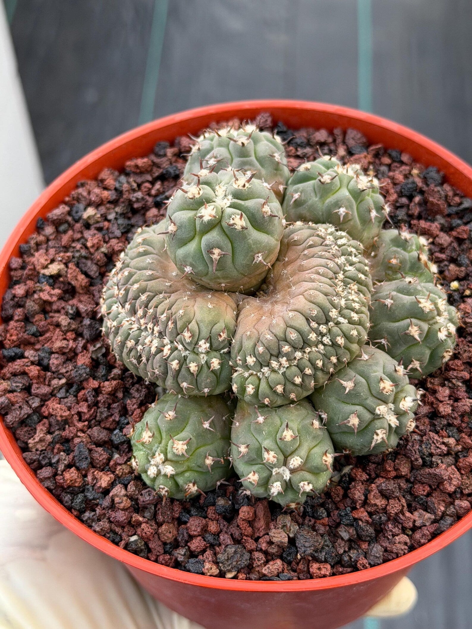 Gymnocalycium Spegazzinii Unguispinum Cluster #331 | Rare Collector Cactus | Live Plant