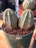 Euphorbia Obesa Double Head #215 | Large Rare Collector Succulent