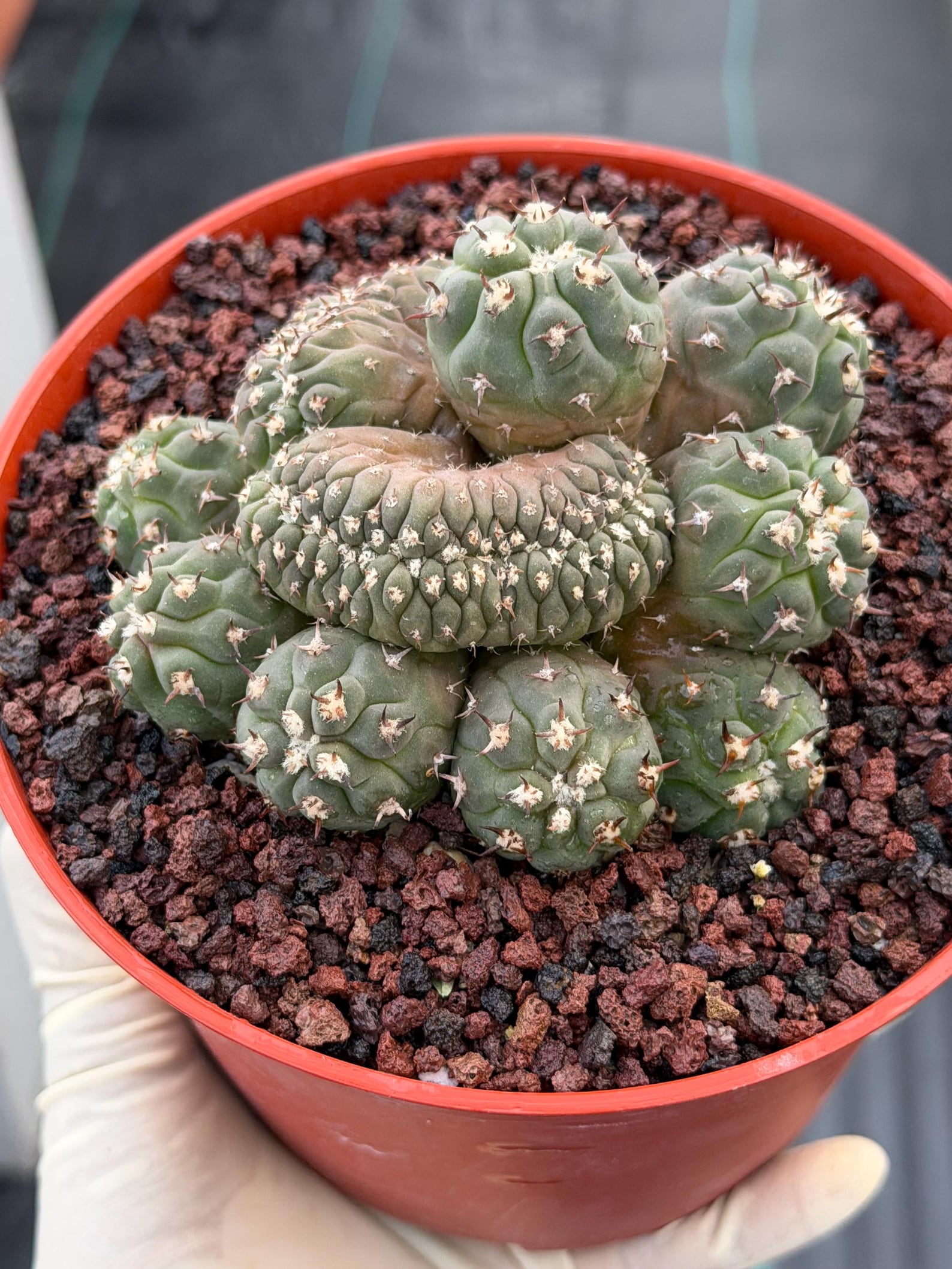 Gymnocalycium Spegazzinii Unguispinum Cluster #331 | Rare Collector Cactus | Live Plant