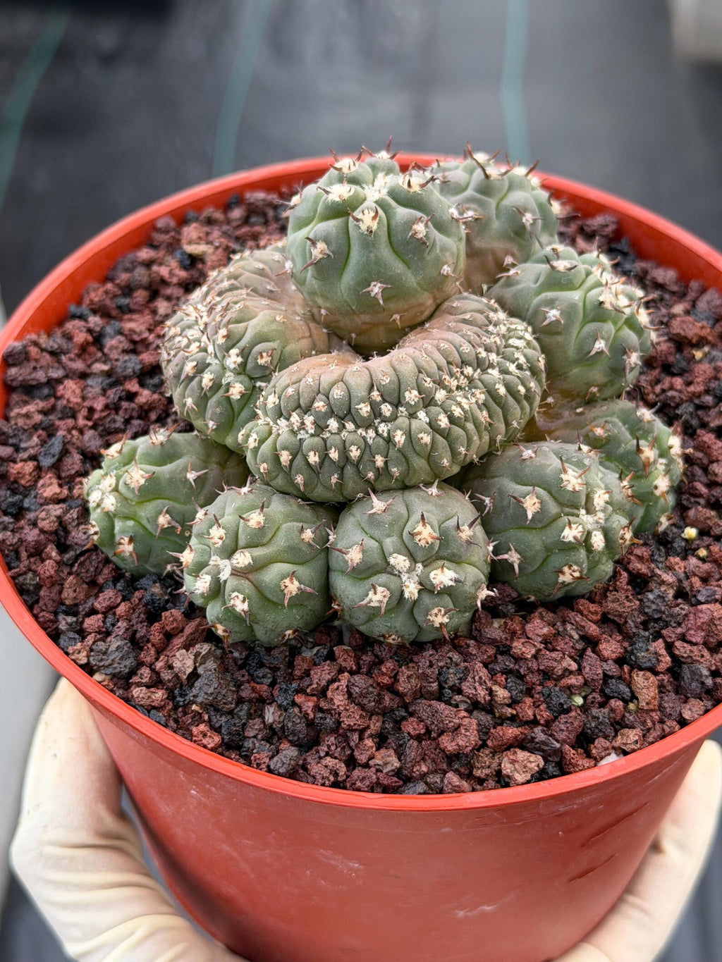 Gymnocalycium Spegazzinii Unguispinum Cluster #331 | Rare Collector Cactus | Live Plant