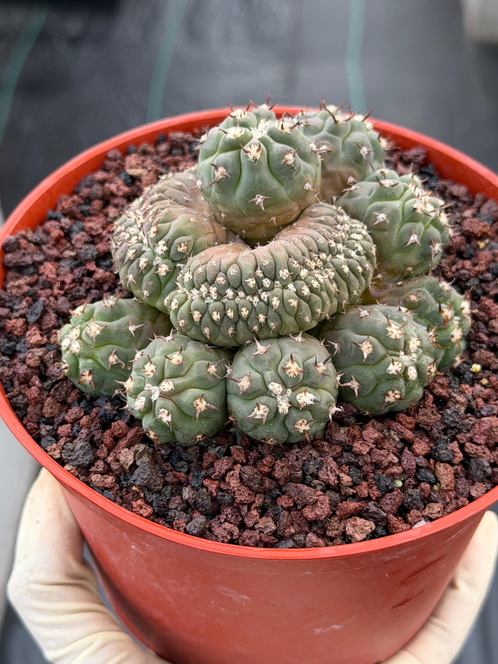 Gymnocalycium Spegazzinii Unguispinum Cluster #331 | Rare Collector Cactus | Live Plant
